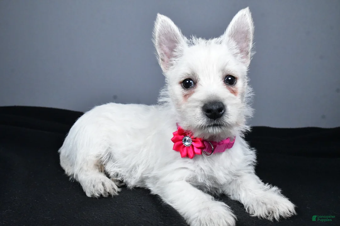 West Highland Terrier dogs for sale: Cloe - Ad 1