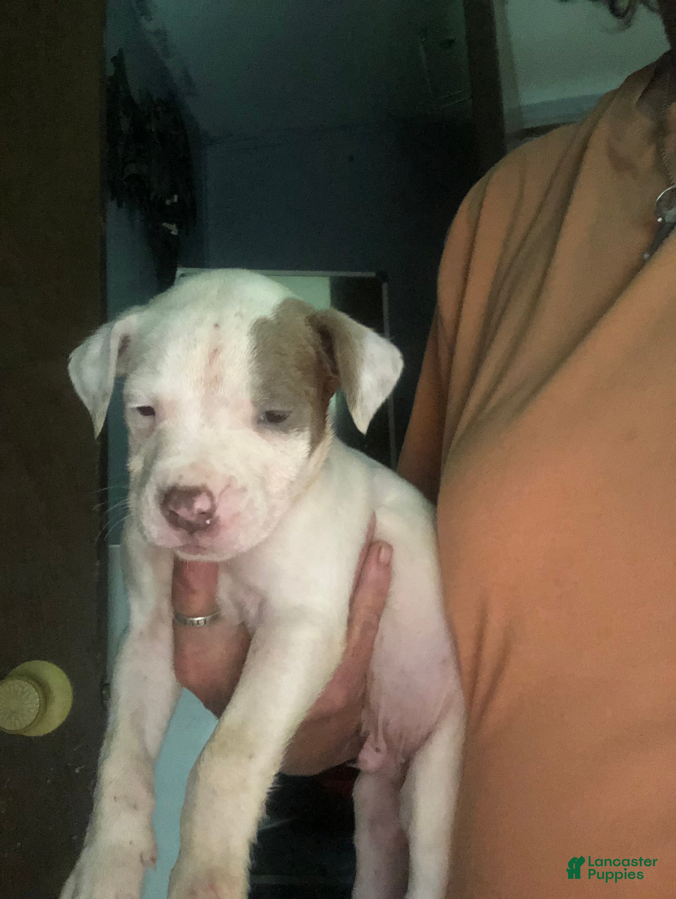 Mixed Breed dogs Mixed Breed Puppy 4 - Ad 8