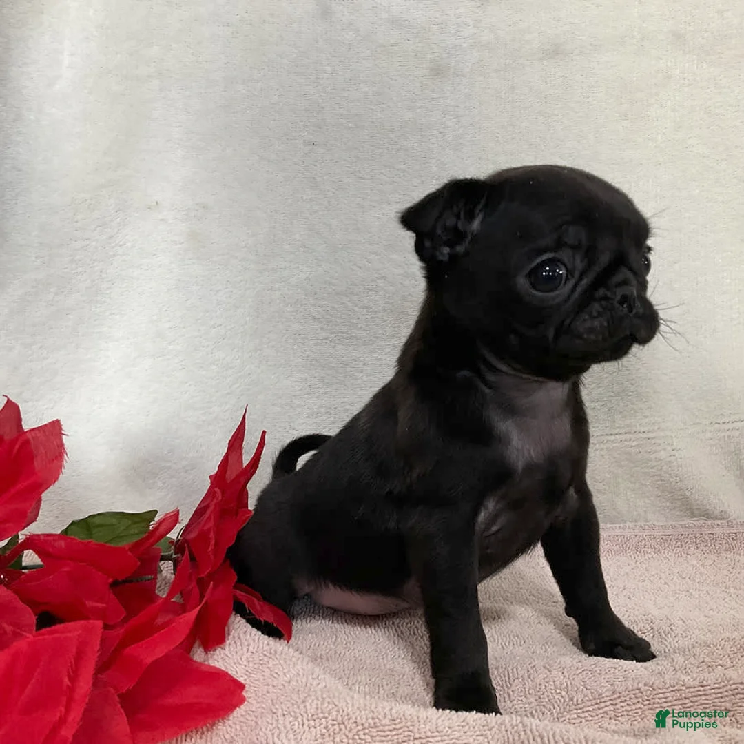 Gallery Image {{count}}