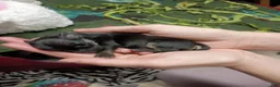 Chihuahua dogs for sale: Chiweenie  - Ad 8
