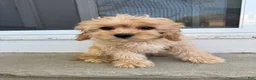 Cavapoo dogs for sale: Butters - Ad 4