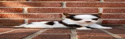 Biewer Terrier dogs for sale: Biewer Terrier 1 - Ad 3