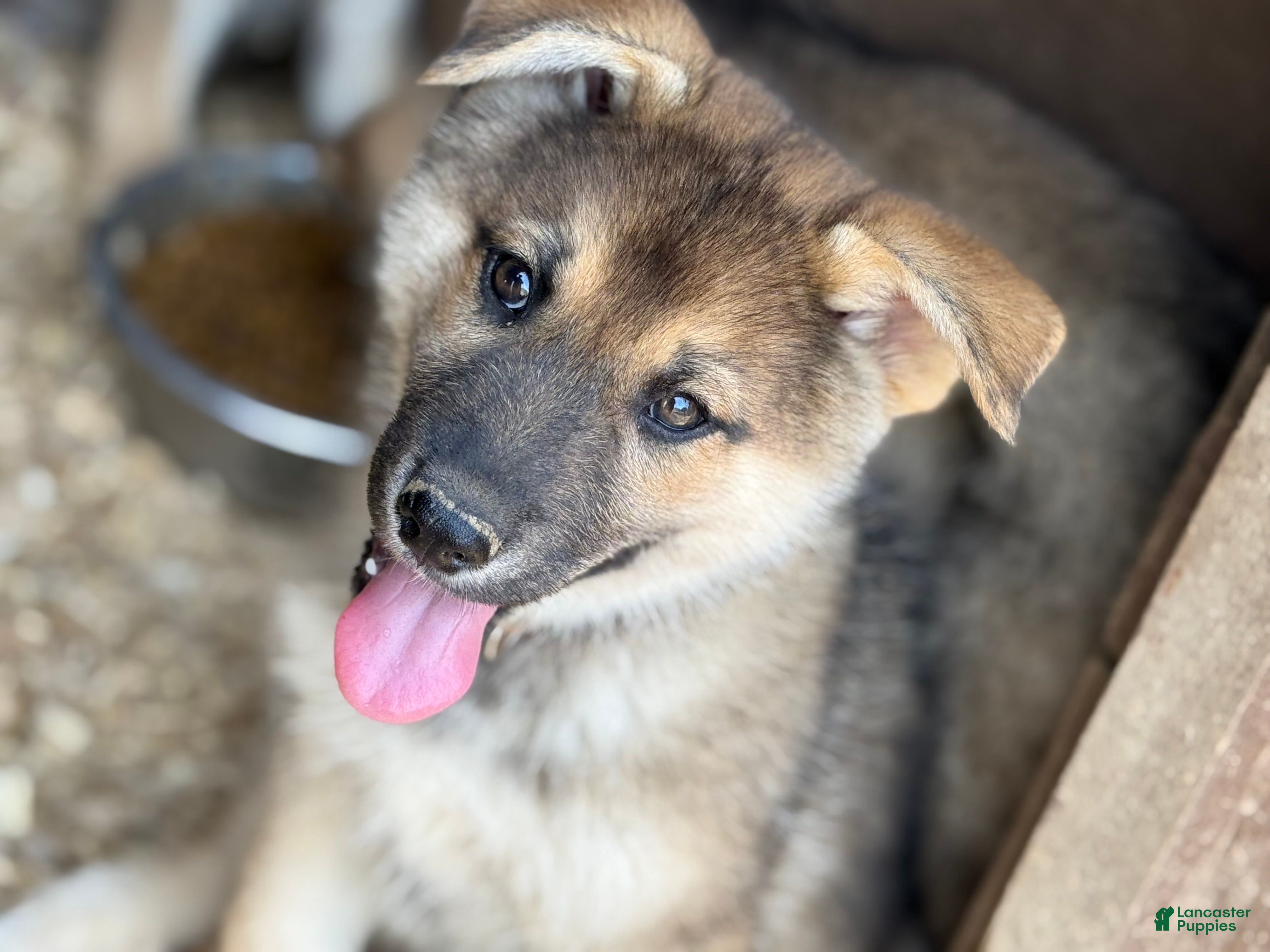 Gerberian Shepsky dogs Severus - Ad 1