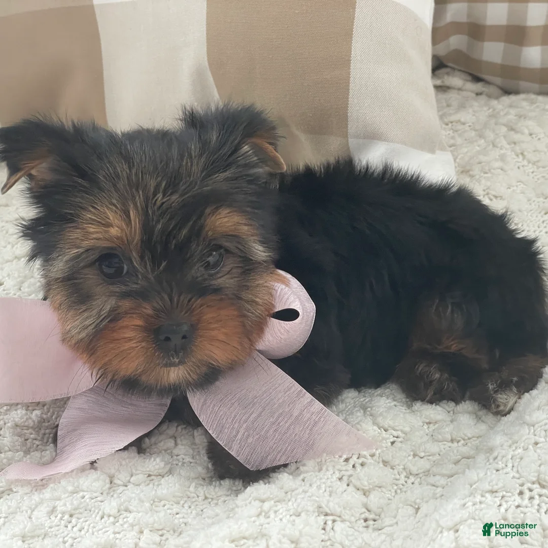 Yorkshire Terrier dogs for sale: Freya - Ad 5