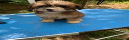 Shihpoo dogs for sale: Sweet baby girl  - Ad 7