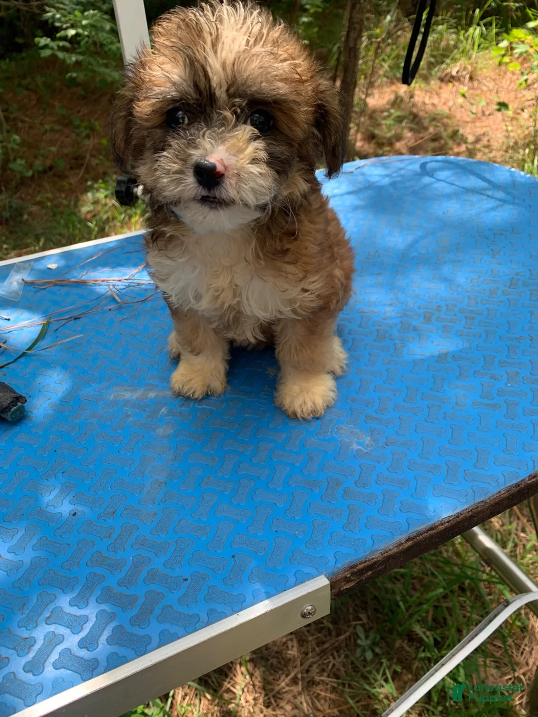 Shihpoo dogs for sale: Shihpoo 1 - Ad 2