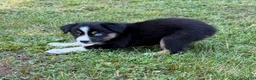 Australian Shepherd dogs for sale: Tinker Bell - Ad 7