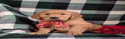 Golden Retriever dogs for sale: Bailey - Ad 1