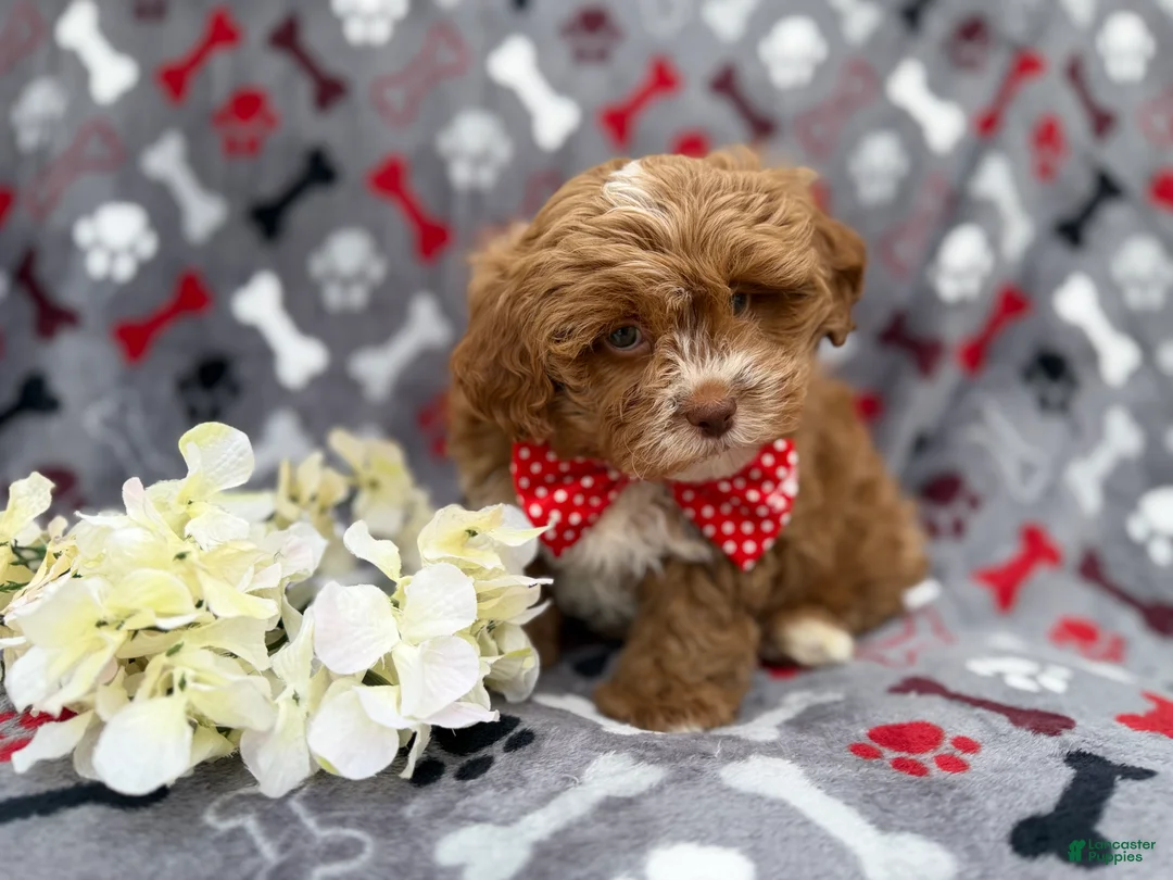 Shihpoo dogs for sale: Canyon - Ad 3