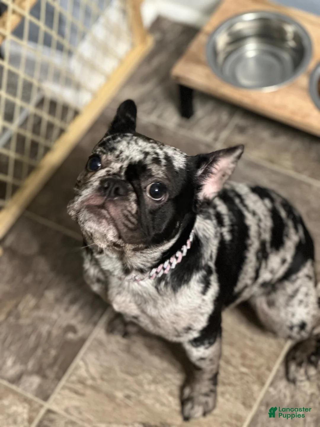 French Bulldog dogs for sale: French Bulldog 4 - Ad 3