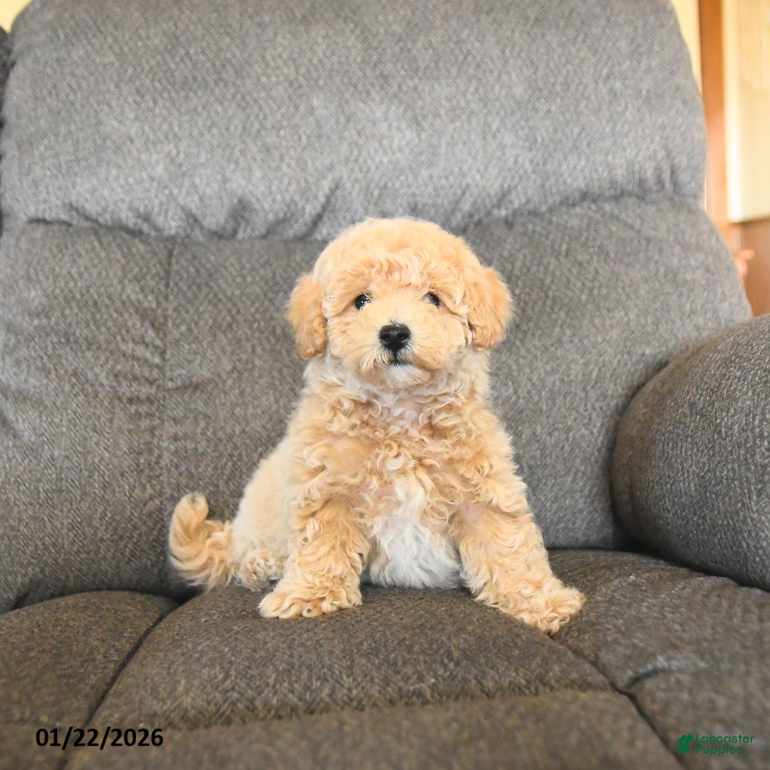 Bichpoo dogs for sale: Lester  - Ad 3