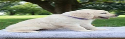 Golden Retriever dogs for sale: Golden Retriever 6 Skye - Ad 3
