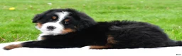 Bernese Mountain Dog dogs for sale: Ranger - Ad 10