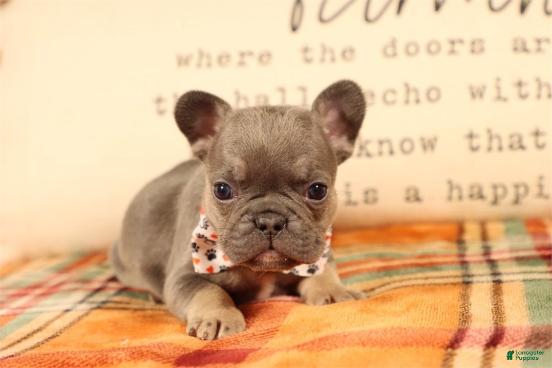 Mini Goldendoodle dogs for sale: Mini Goldendoodle Puppy 2 - Ad 1