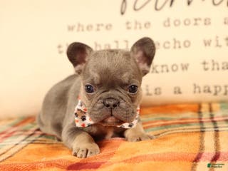 Mini Goldendoodle dogs Mini Goldendoodle Puppy 2 - Ad 10