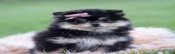 Pomeranian dogs for sale: Ashley - Ad 3
