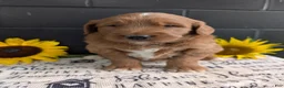 Goldendoodle dogs for sale: Mikie - Ad 3