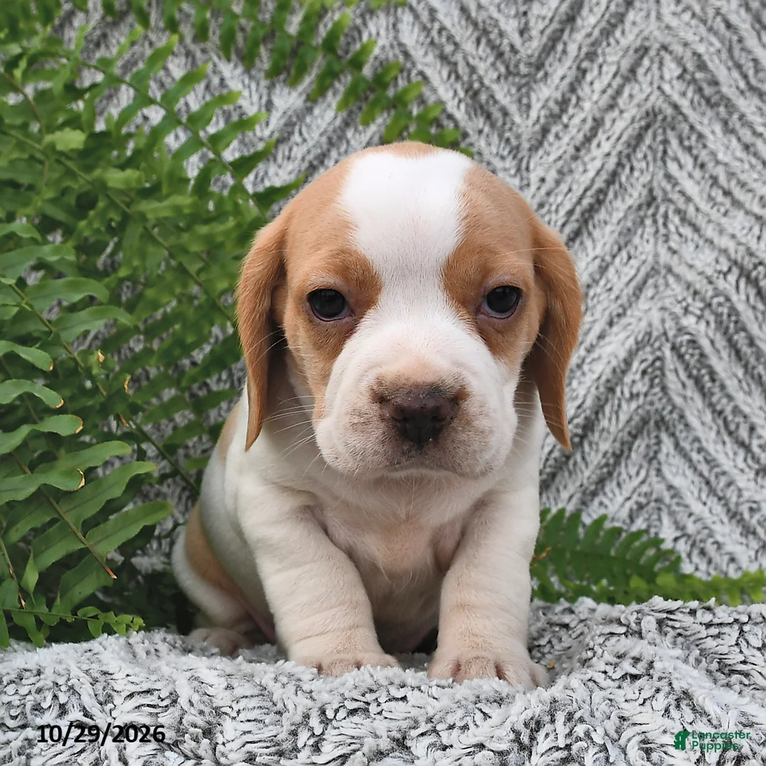 Mixed Breed dogs for sale: Peony - Ad 2