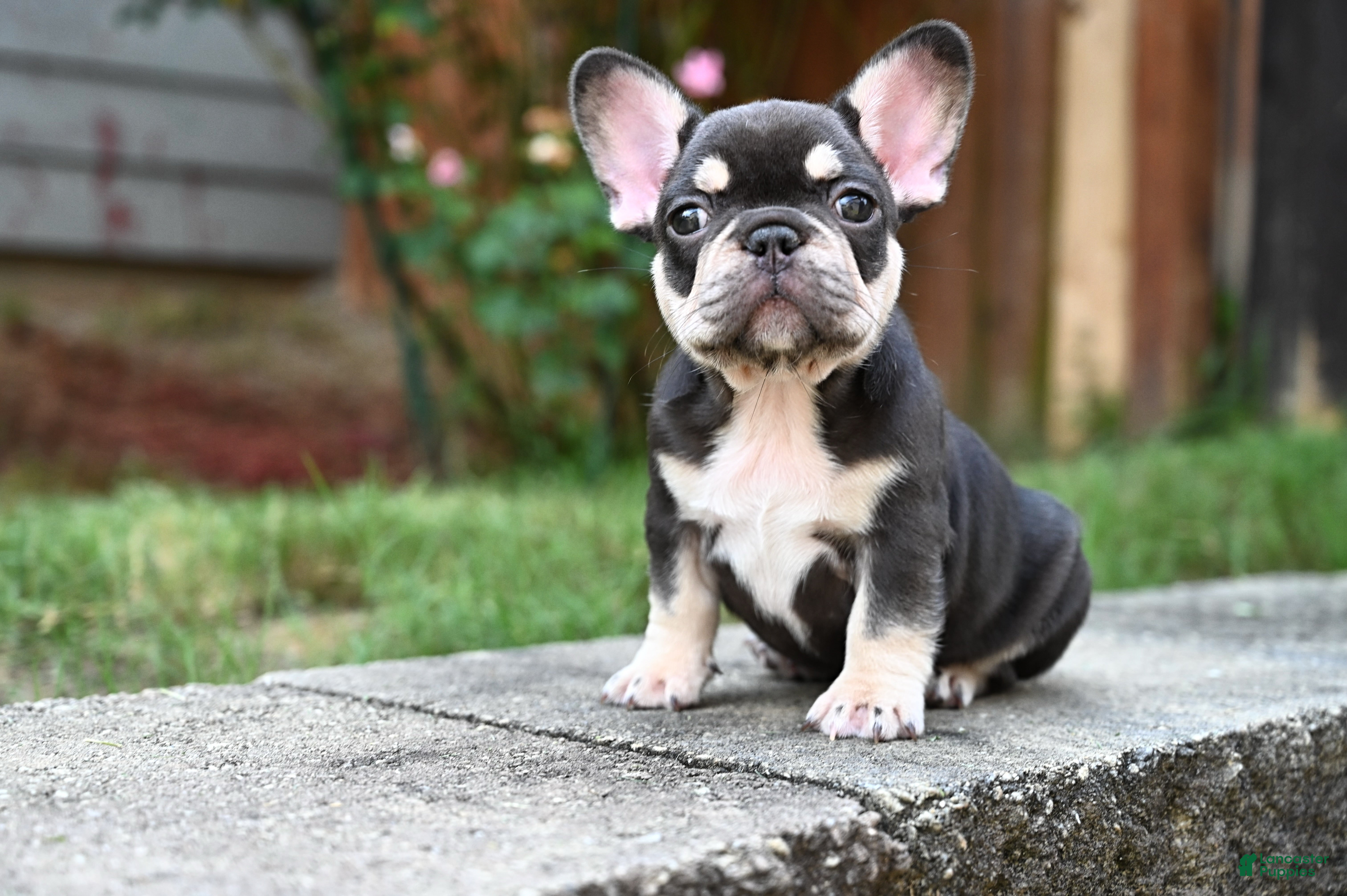 French Bulldog dogs Honey - Ad 1