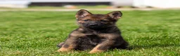 German Shepherd dogs for sale: Sarge German Shepherd Puppy  - Ad 5
