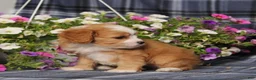 Cavapoo dogs for sale: BJs Wilma - Ad 5