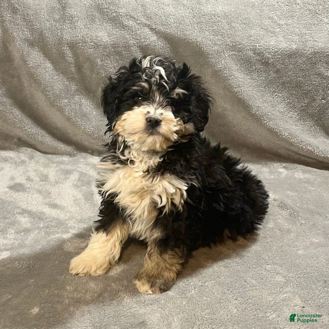 Mini Bernedoodle dogs for sale: Elliott - Ad 1