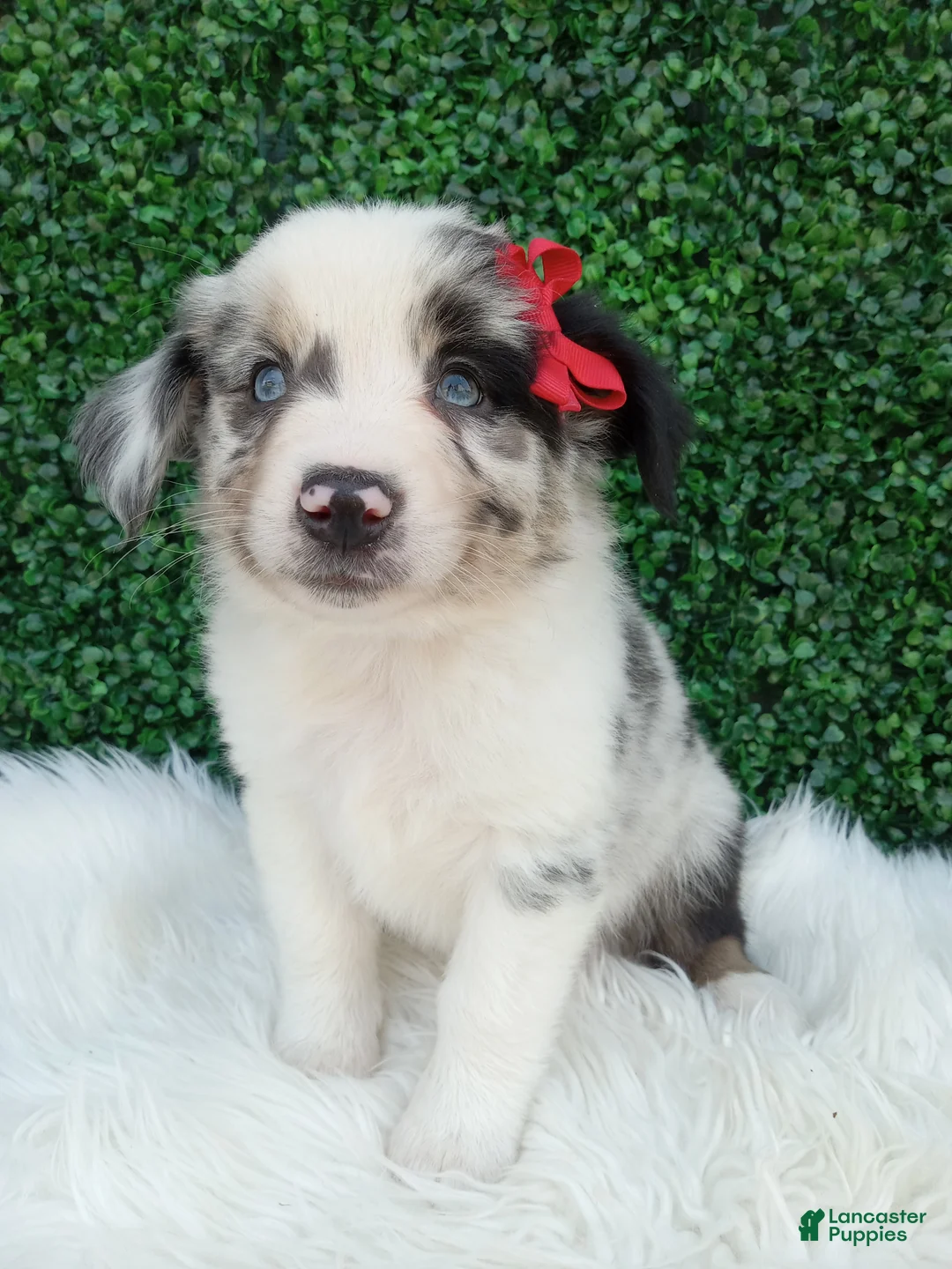 Australian Shepherd dogs for sale: Marshall  - Ad 1