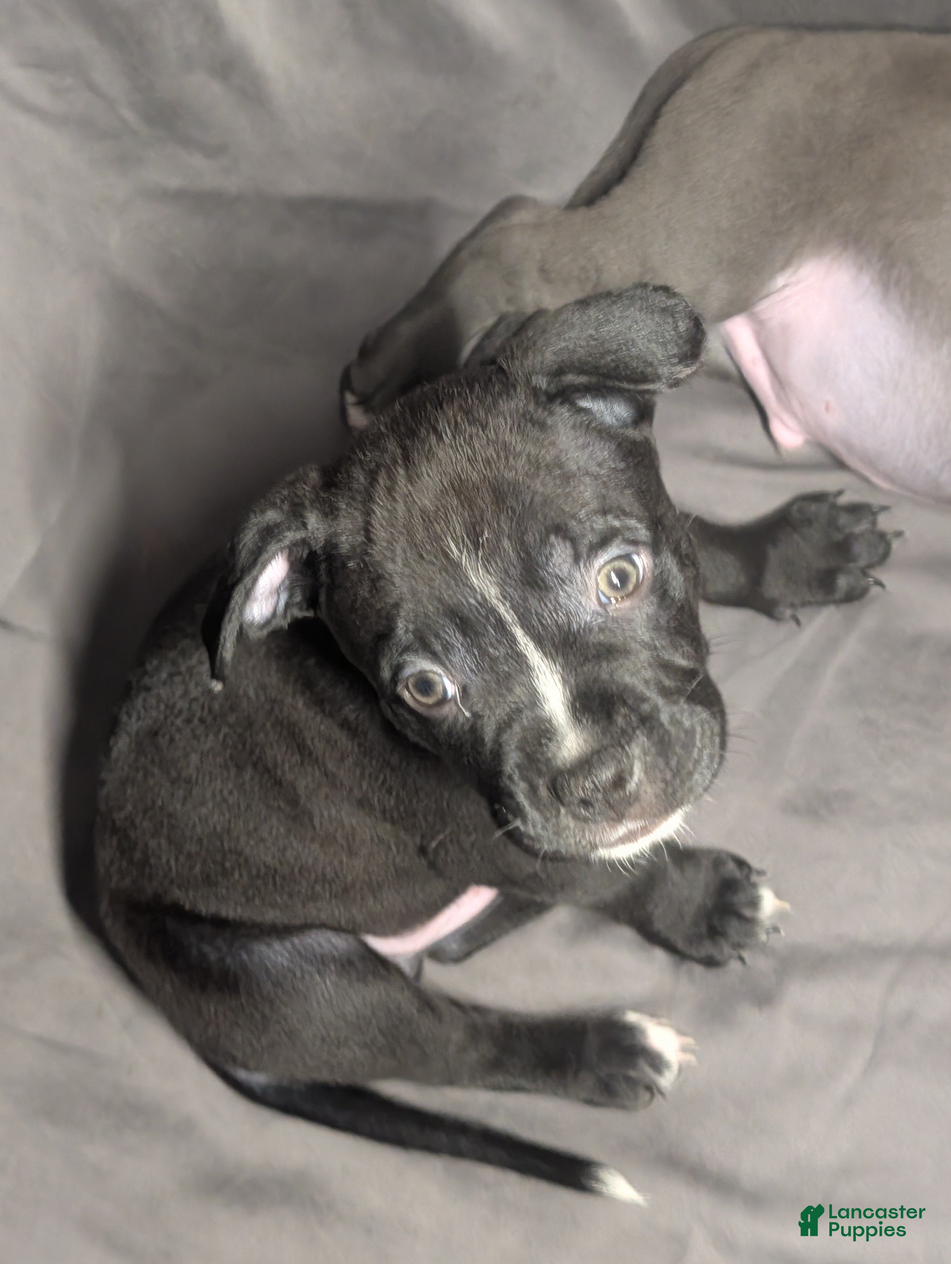 American Pit Bull Terrier dogs Bandit - Ad 2