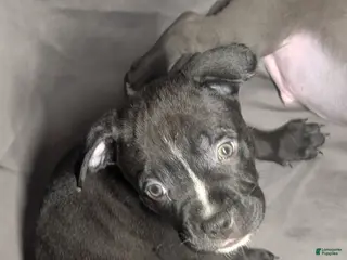 American Pit Bull Terrier dogs Bandit - Ad 2