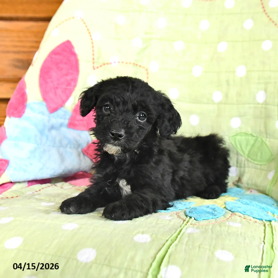 Mini Goldendoodle dogs for sale: Kevin - Ad 2