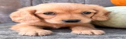 Miniature Golden Retriever dogs for sale: Grover Male Mini Golden Retriever - Ad 5