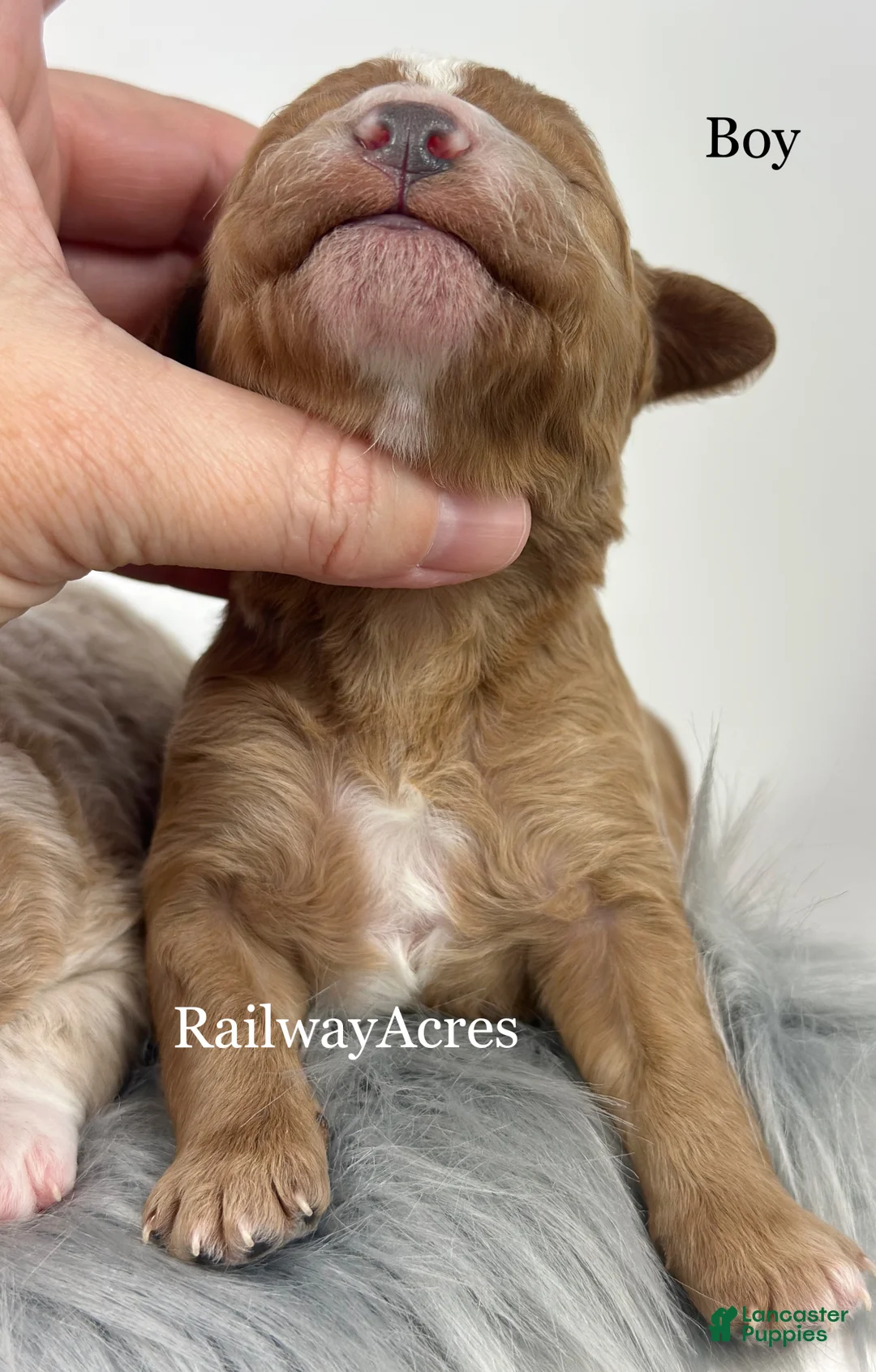 Goldendoodle dogs for sale: Dax- F1b Mini - Ad 4