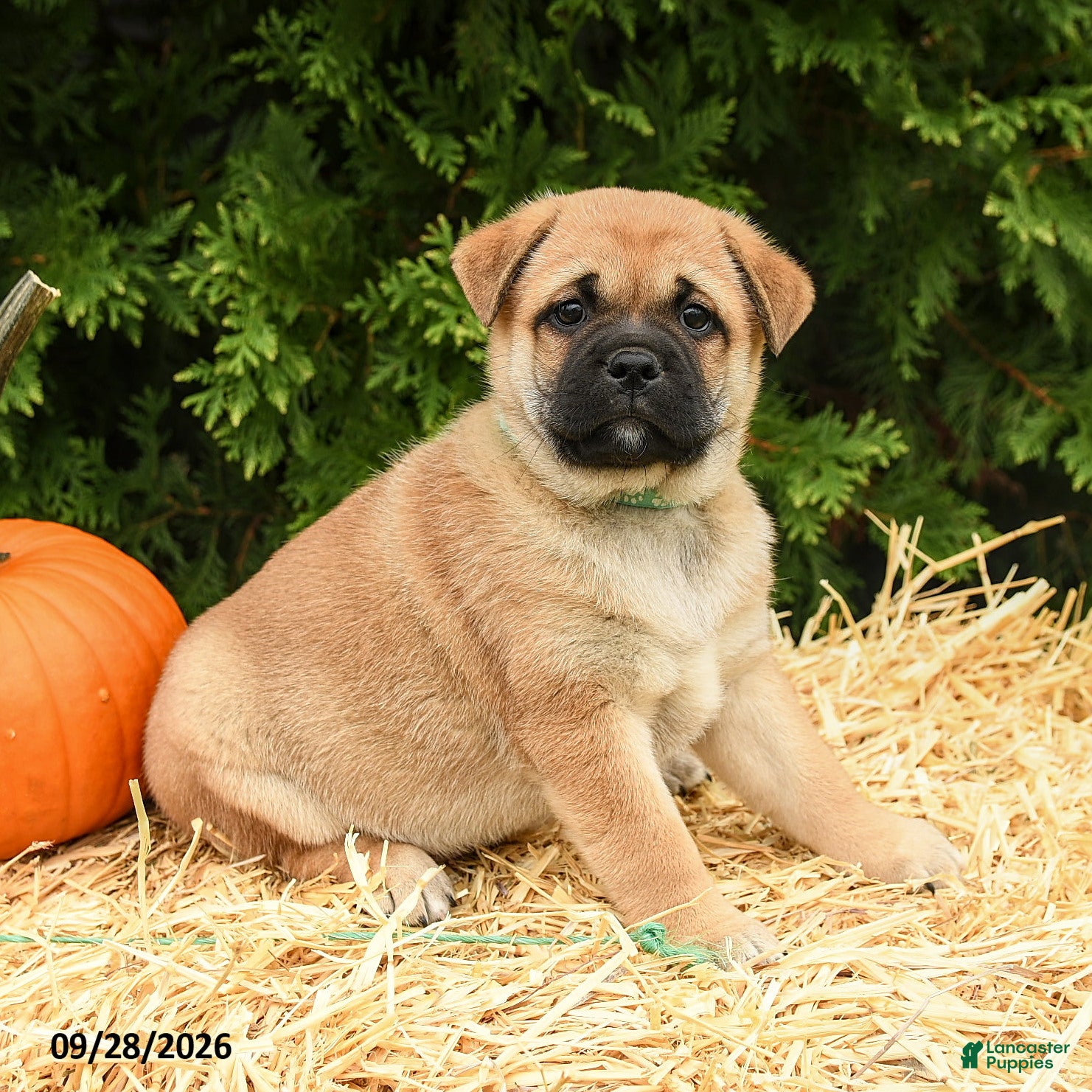 Mixed Breed dogs for sale: Ricky  - Ad 2