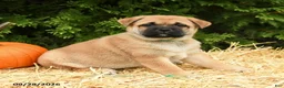 Mixed Breed dogs for sale: Ricky  - Ad 3