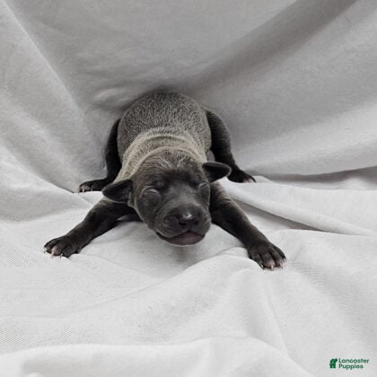 Italian Greyhound dogs Blue Male - Ad 1