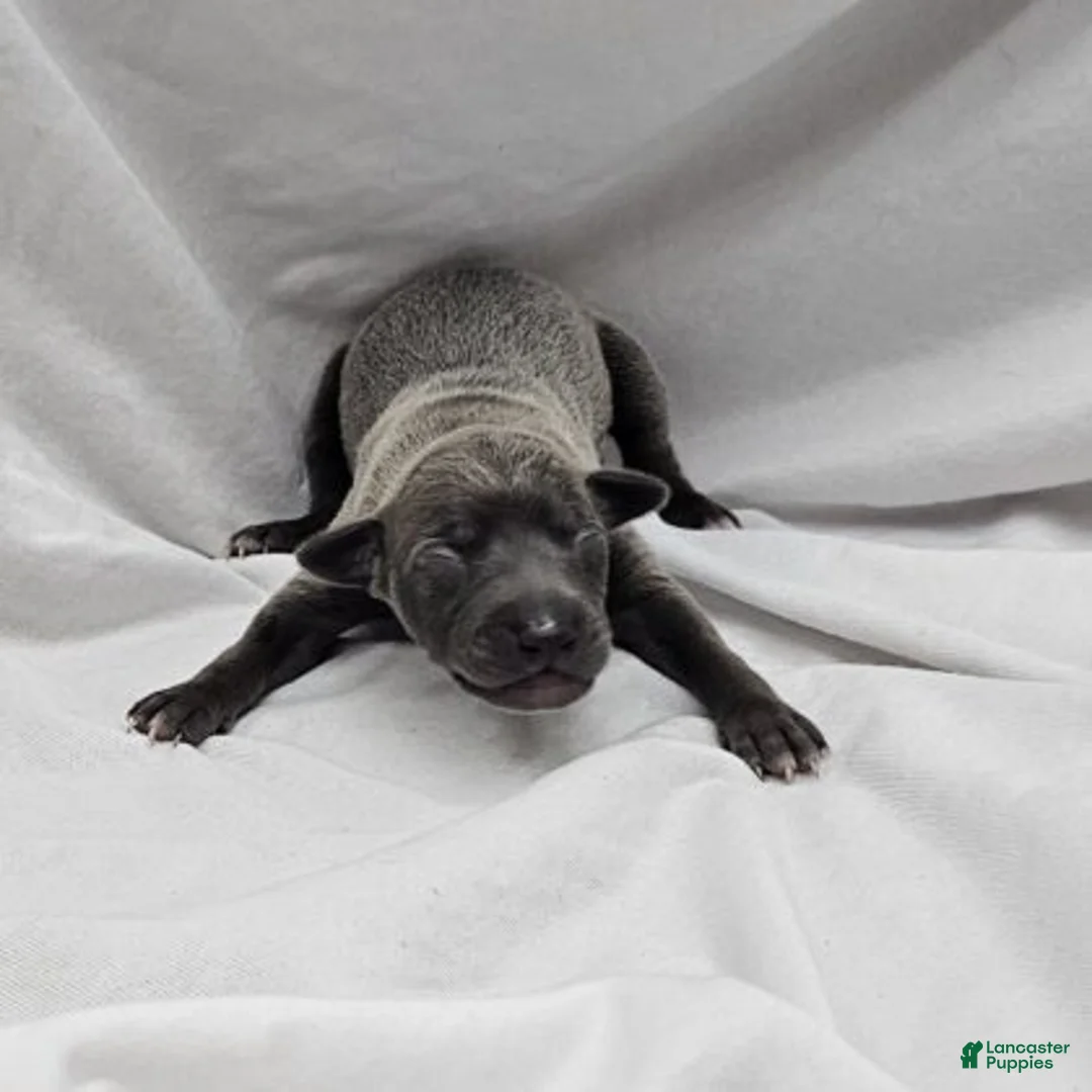 Italian Greyhound dogs for sale: Blue Male - Ad 1