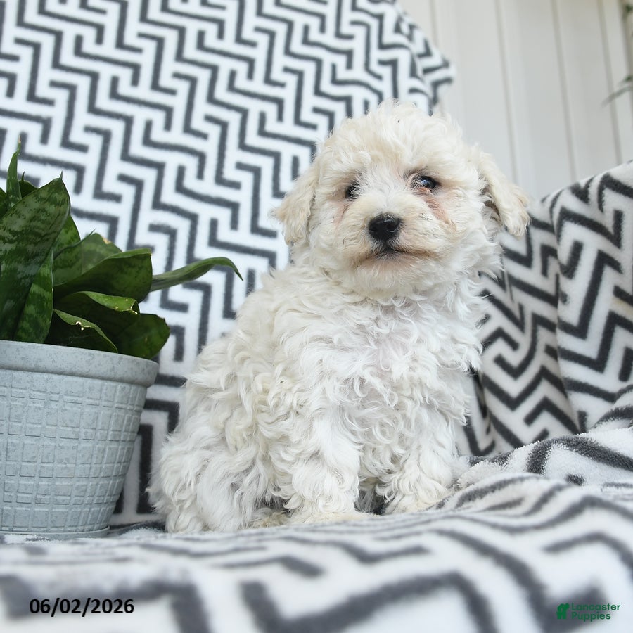 Bichpoo dogs for sale: Creampuff - Ad 3