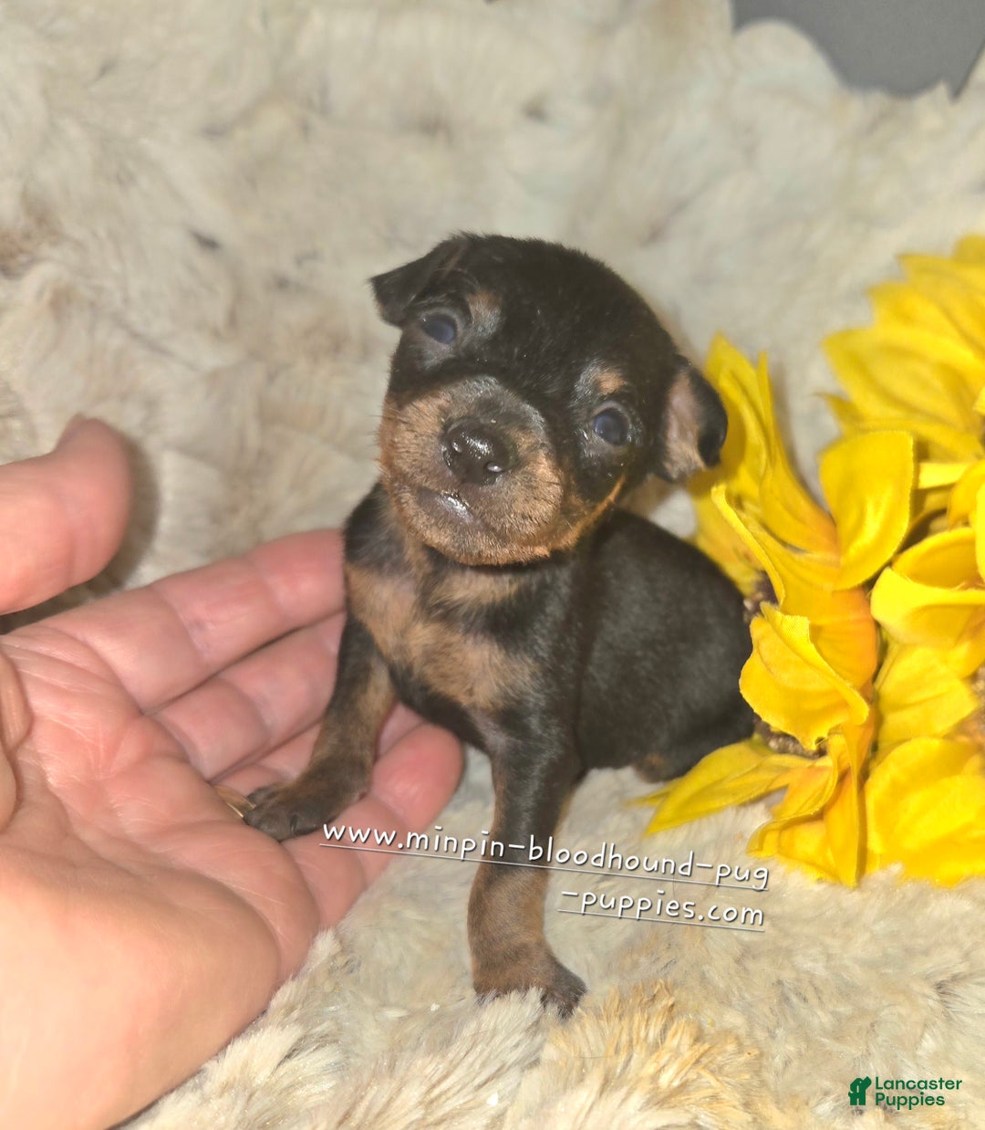 Miniature Pinscher dogs for sale: Dafne black and tan brindle markings  - Ad 4