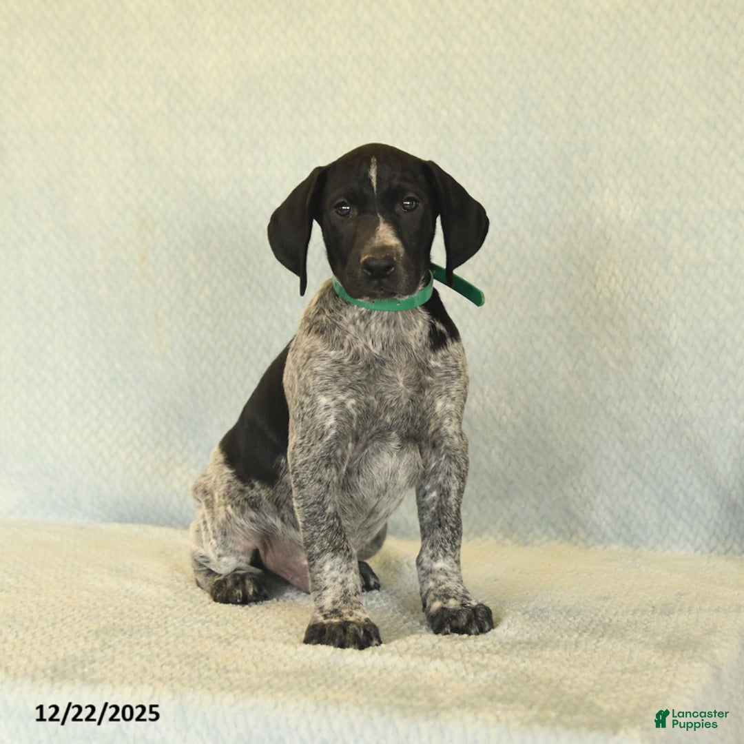 German Shorthaired Pointer dogs for sale: Tye - Ad 4