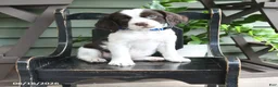 English Springer Spaniel dogs for sale: Lancing - Ad 1