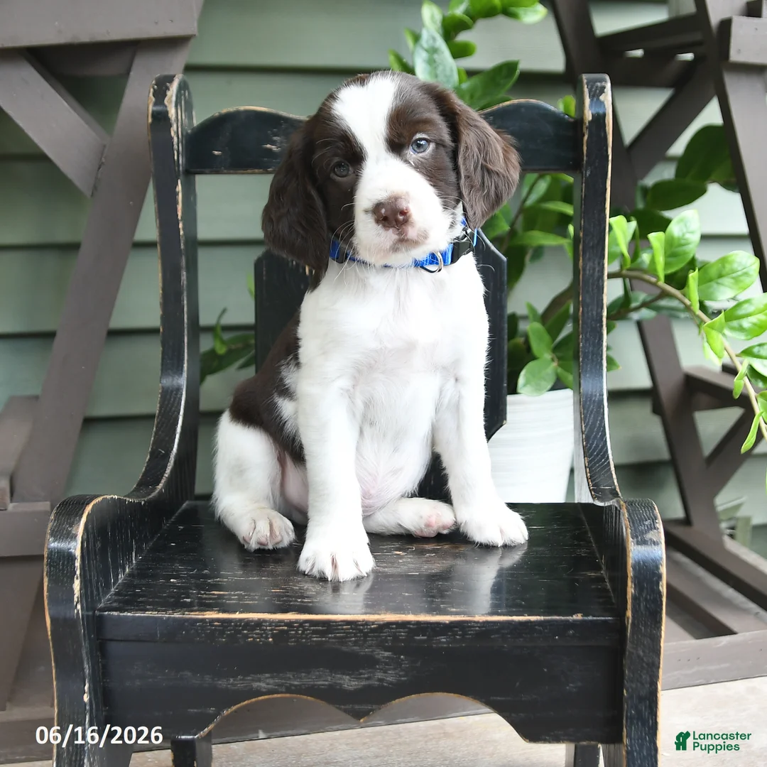 English Springer Spaniel dogs for sale: Lancing - Ad 1