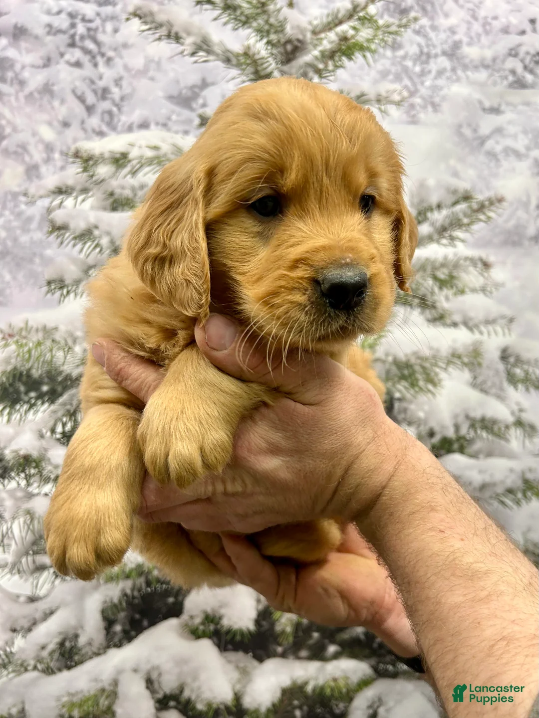 Golden Retriever dogs for sale: Duke  - Ad 3