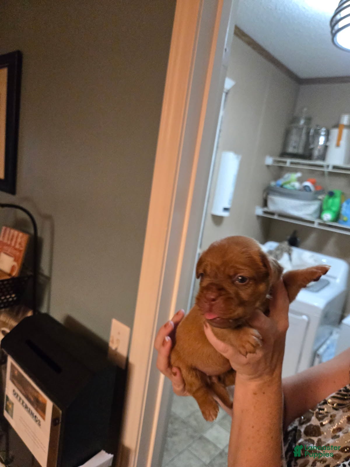 Bullmastiff dogs Gray Female - Ad 3
