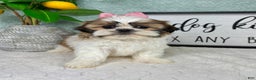 Shih Tzu dogs for sale: Shelby  - Ad 1