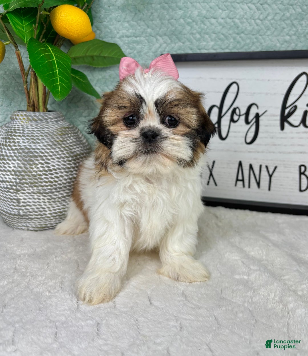 Shih Tzu dogs for sale: Shelby  - Ad 1