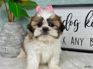 Shih Tzu dogs Shelby - Ad 4