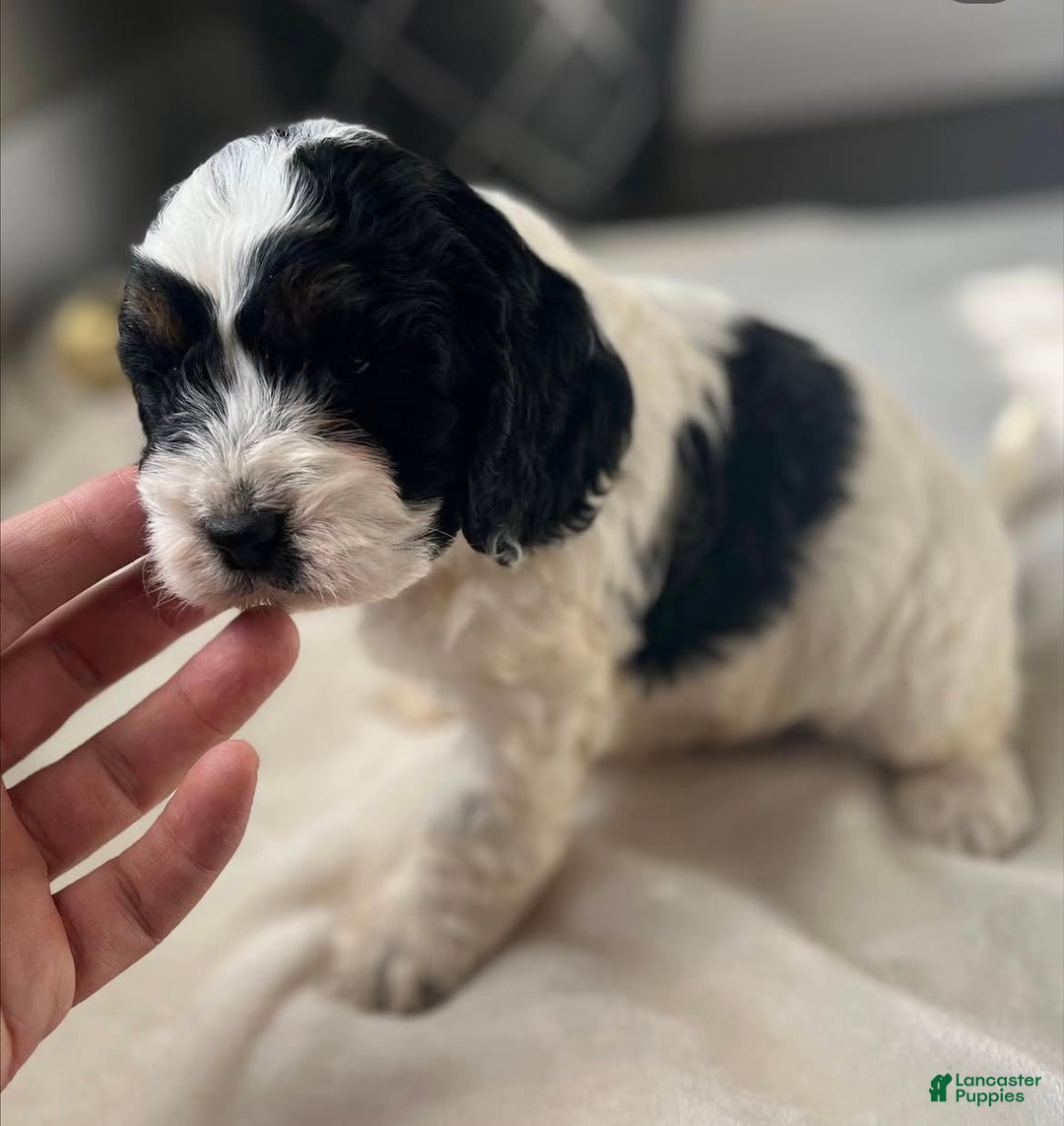 Cockapoo dogs for sale: Star - Ad 2