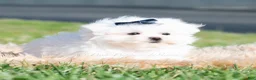 Maltese dogs for sale: Avalanche - Ad 4