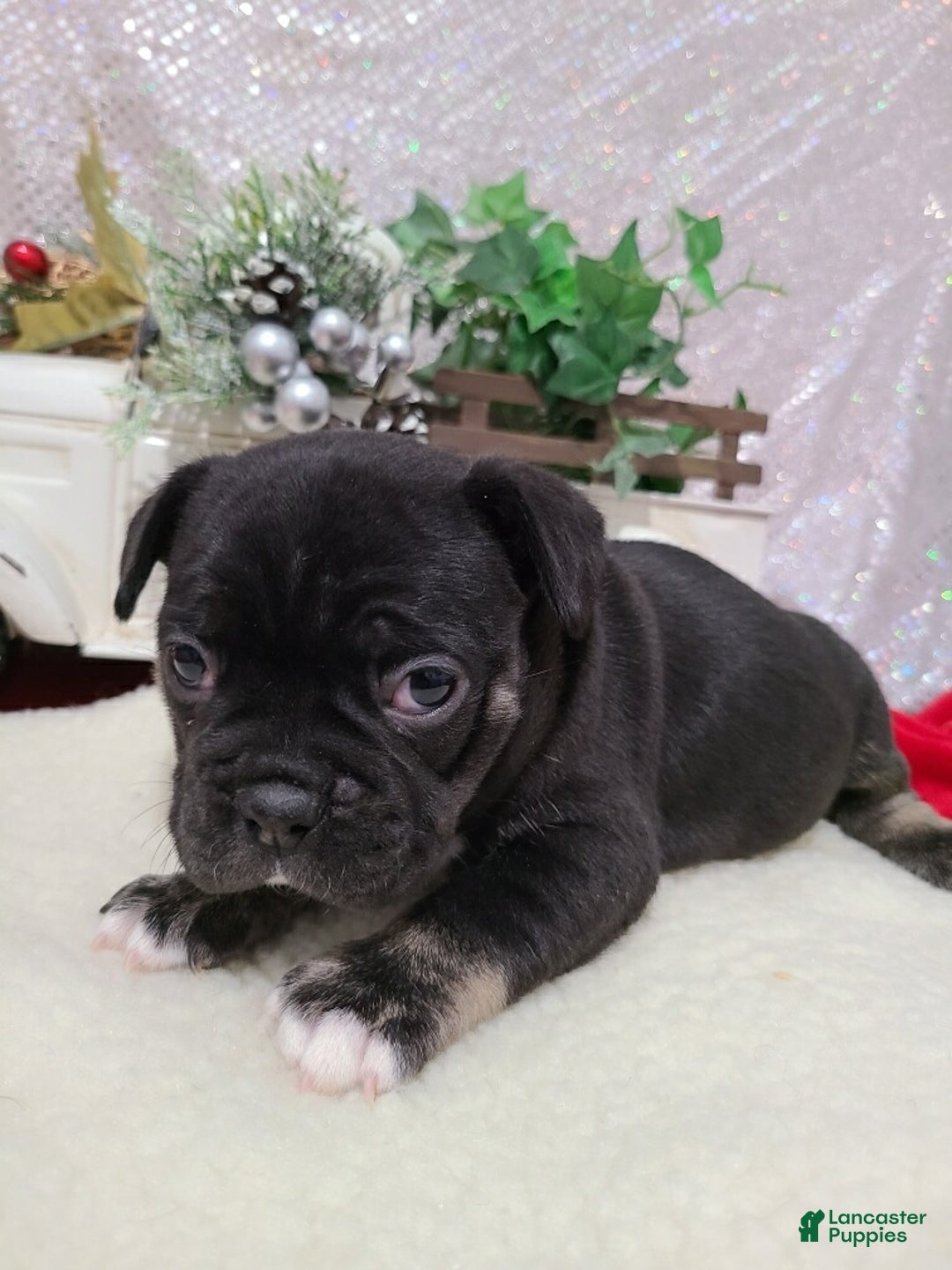 French Bulldog dogs for sale: Cash - Ad 3