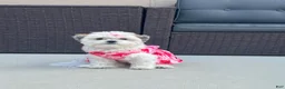 Malshi dogs for sale: Malshi 4 - Ad 3